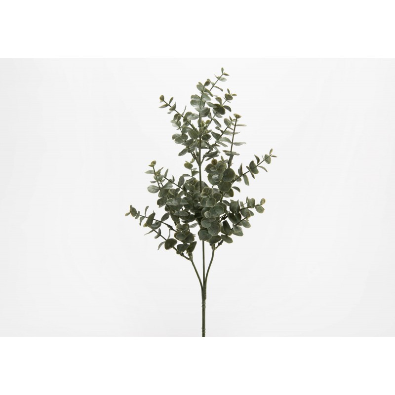 Eucalyptus azura H:62 cm -...